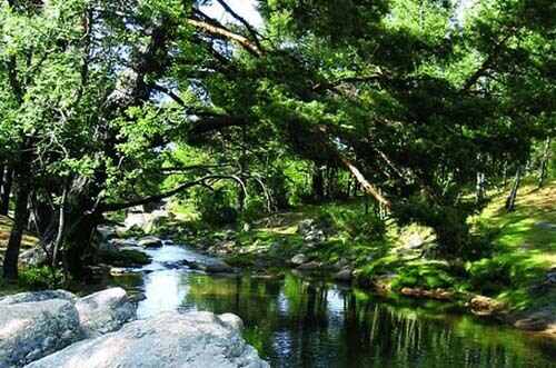 bosque finlandés de rascafría
