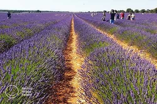 campos de lavanda brihuega - festival de la lavanda - brihuega guadalajara