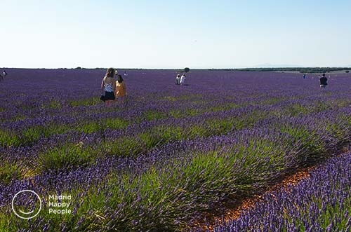 campos de lavanda brihuega - festival de la lavanda - brihuega guadalajara