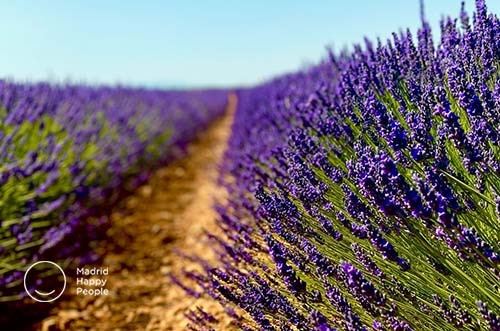 campos de lavanda brihuega - festival de la lavanda - brihuega guadalajara
