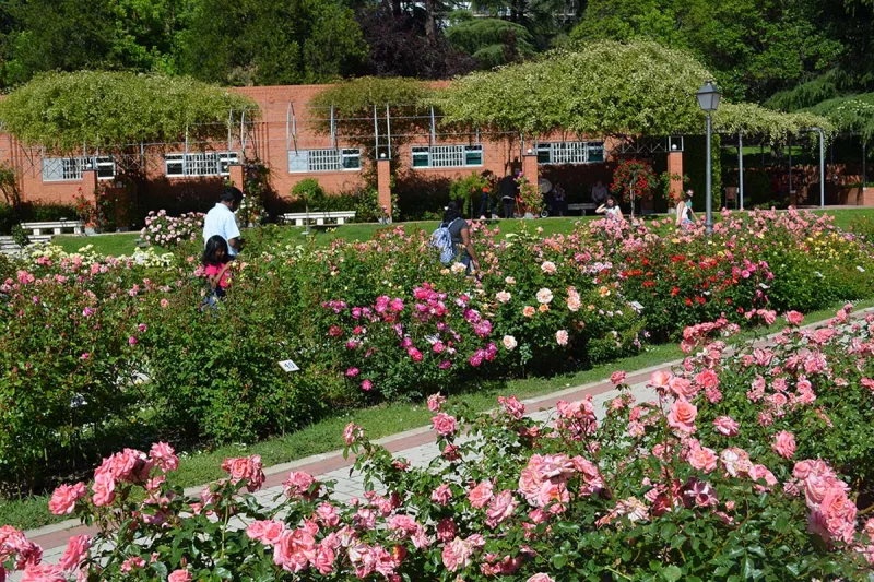 rosaleda parque del oeste - rosaleda madrid - parques madrid