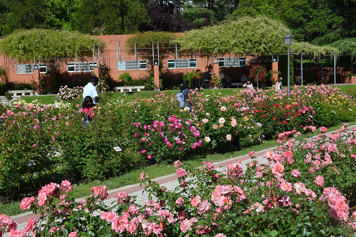 rosaleda parque del oeste - rosaleda madrid - parques madrid