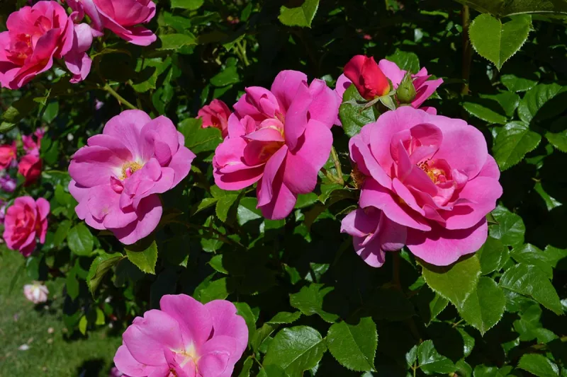 rosaleda parque del oeste - rosaleda madrid - parques madrid