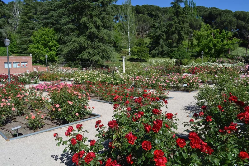 rosaleda parque del oeste - rosaleda madrid - parques madrid