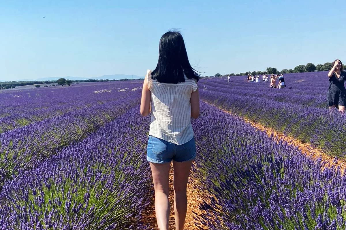 Campos de lavanda Brihuega