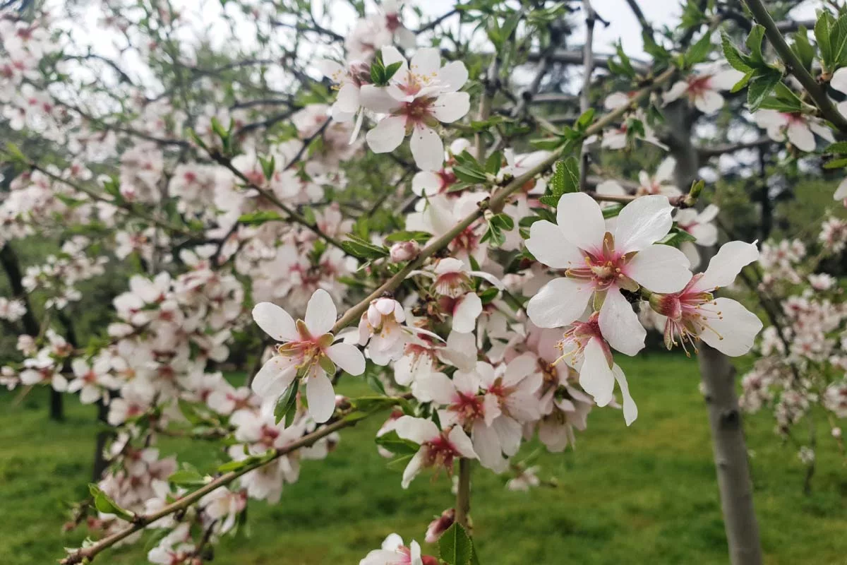 quinta de los molinos - parque almendros en flor madrid