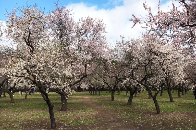 quinta de los molinos - parque almendros madrid