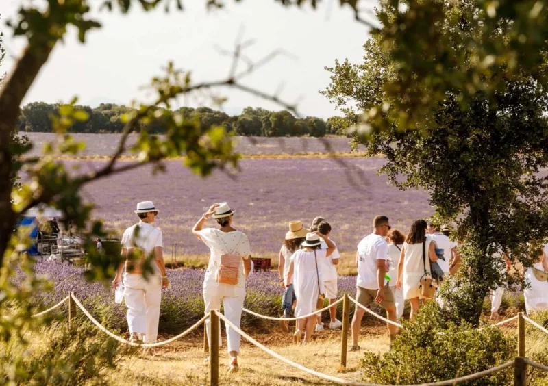Festival de La Lavanda en Brihuega Guadalajara