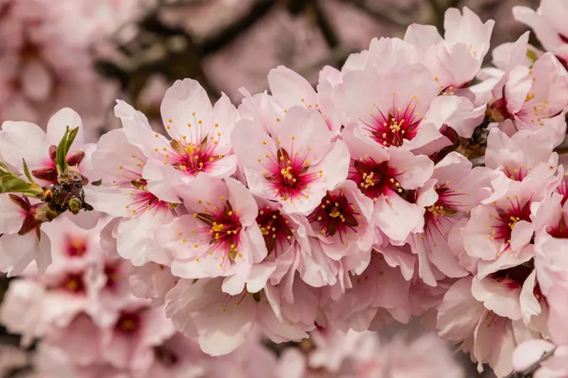 quinta de los molinos - parque almendros madrid