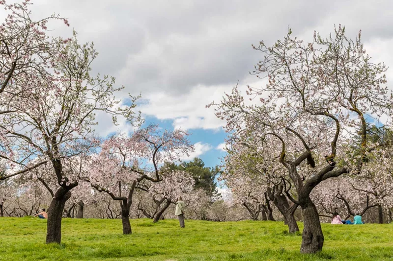 quinta de los molinos - parque almendros madrid
