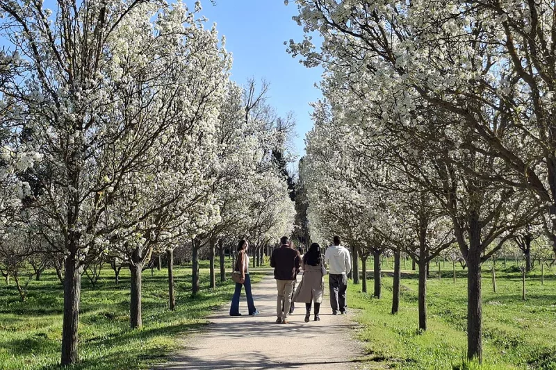 tren de la fresa - visita Aranjuez